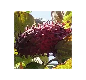 Магнолия (Magnolia obovata) Магнолия (Magnolia obovata)
