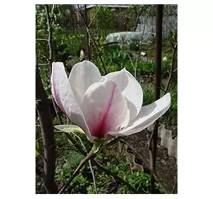 Магнолия лилиецветная (Magnolia liliflora) Магнолия лилиецветная (Magnolia liliflora)