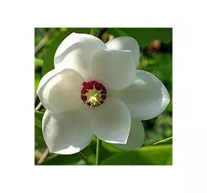 Магнолия Зибольда (Magnolia sieboldii) Магнолия Зибольда (Magnolia sieboldii)