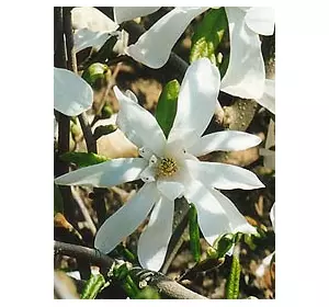 Магнолия Кобус (Magnolia kobus) Магнолия Кобус (Magnolia kobus)
