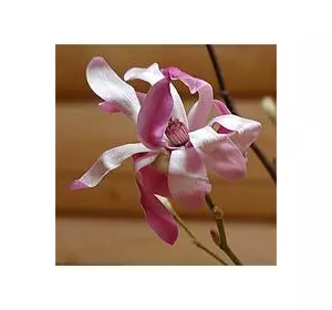 Магнолия Лебнера (Magnolia х laebneri) Магнолия Лебнера (Magnolia х laebneri)