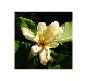 Магнолия лекарственная (Magnolia officinalis) Магнолия лекарственная (Magnolia officinalis)
