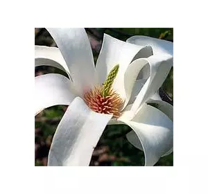 Магнолия обнаженная (Magnolia denudata) Магнолия обнаженная (Magnolia denudata)