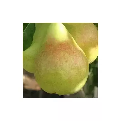 Груша Яблунівська