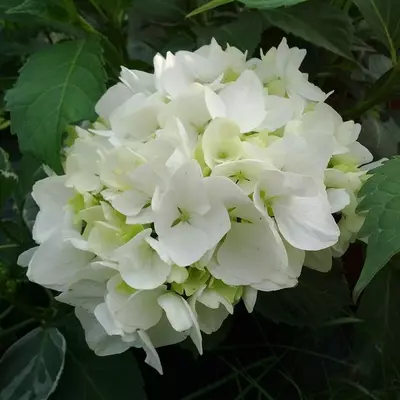 Гортензія Soeur Thérèse