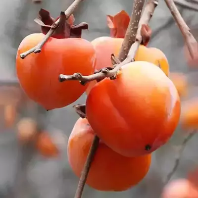 Хурма Гігант