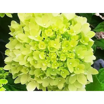 Гортензія Little Lime