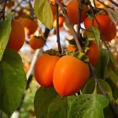 Хурма Шарон