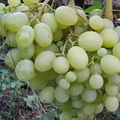 Виноград Різамат