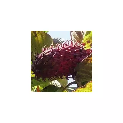 Магнолия (Magnolia obovata)