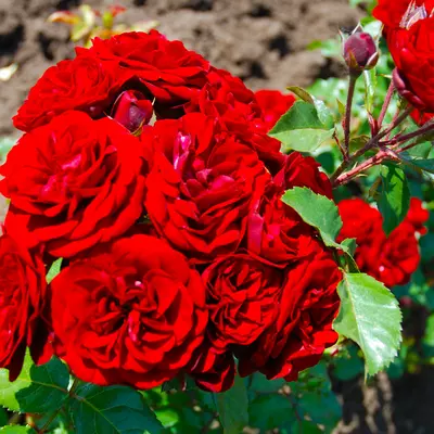 Роза бордюрная "Кордула"