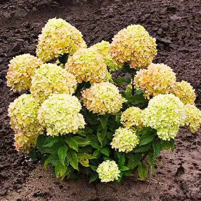 Гортензія Cotton Cream