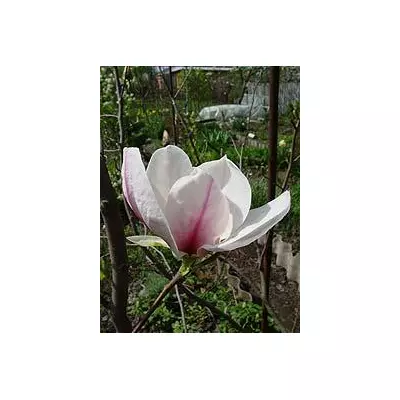 Магнолия лилиецветная (Magnolia liliflora)