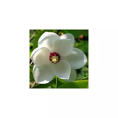 Магнолия Зибольда (Magnolia sieboldii)