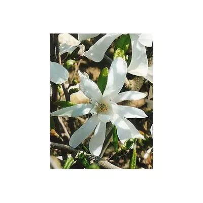 Магнолия Кобус (Magnolia kobus)