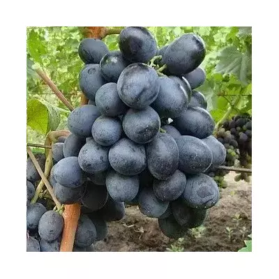 Виноград Руслан