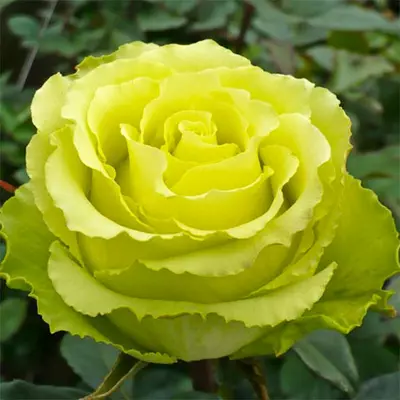 Роза "Лимбо"