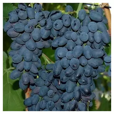 Виноград Кишмиш Молдавський