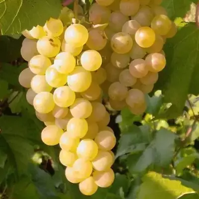 Виноград Ізабелла Біла