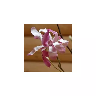 Магнолия Лебнера (Magnolia х laebneri)