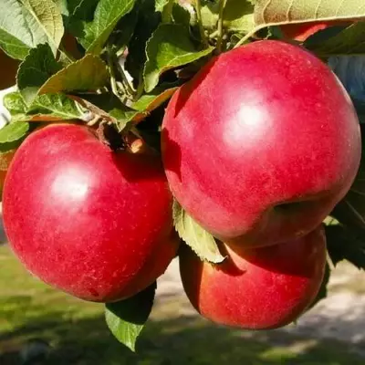 Яблуня Айдаред