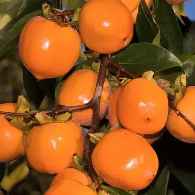 Хурма Корольок