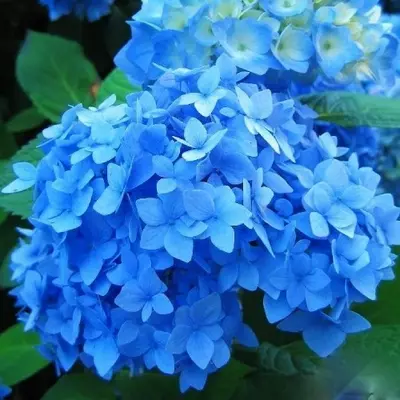 Гортензія Nikko Blue