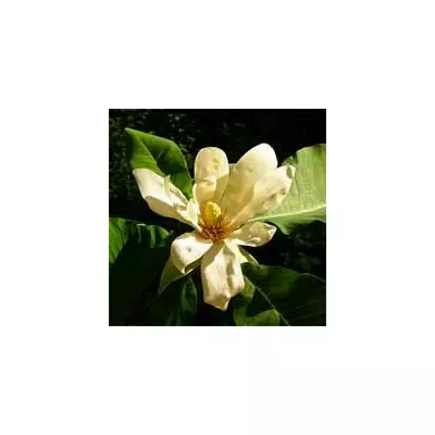 Магнолия лекарственная (Magnolia officinalis)