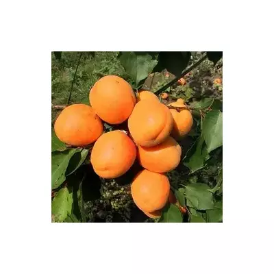 Абрикос Харгрант