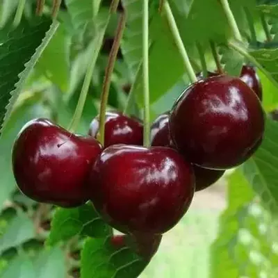 Вишня Афродіта