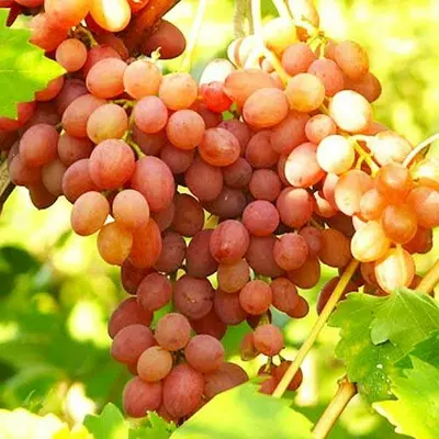 Виноград Кишмиш Променистий