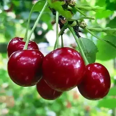 Вишня Лотовка