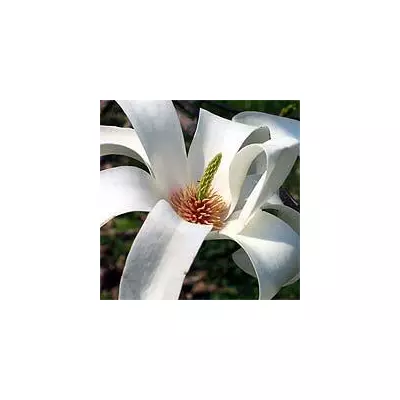Магнолия обнаженная (Magnolia denudata)