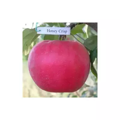 Яблуня Хоней Крісп